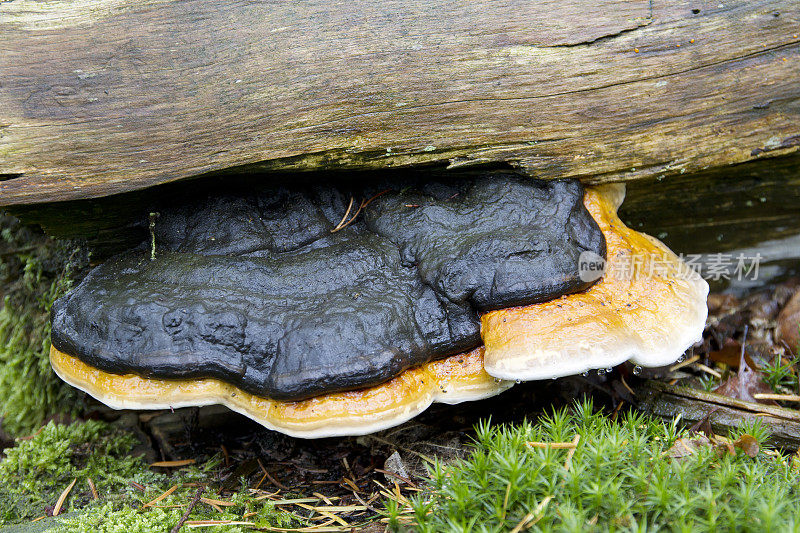 木耳(Fomitopsis pinicola)